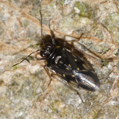 Shore Bug - Saldidae