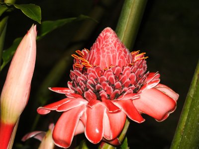 Torch Ginger - Etlingera elatior