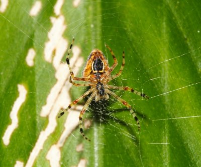 Araneus sp.