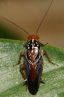 Honduras Blattaria (Cockroaches)