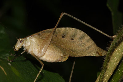 Orophus sp.