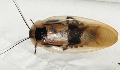 Blaberus giganteus (4 long Cockroach)