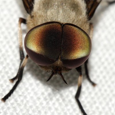 Tabanidae - Leucotabanus cf. exaestuans