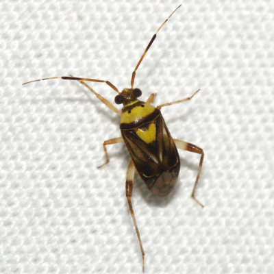 Honduras Miridae (plant bugs)