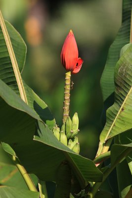 Flowering Banana - Musa ornata