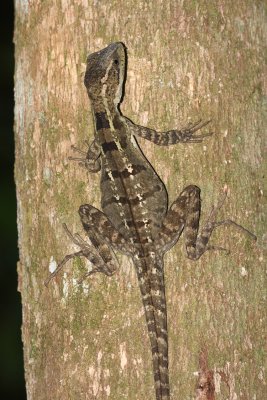 Striped Basilisk Lizard - Basiliscus vittatus