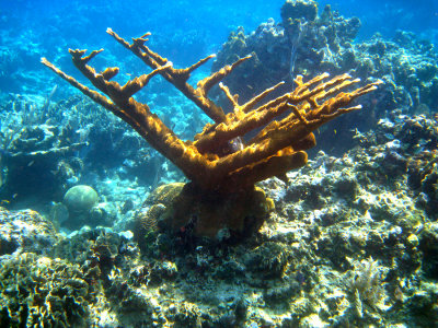 Elkhorn Coral - Acropora palmata