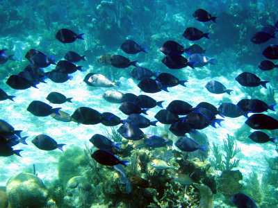 Blue Tang - Acanthurus coeruleus