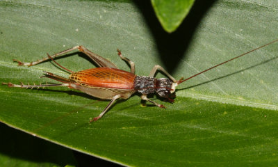 Honduras Gryllidae (crickets)