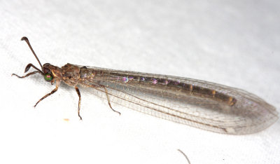 Antlion - Myrmeleontidae