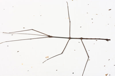 Stick Insect - Phasmida (8 long)