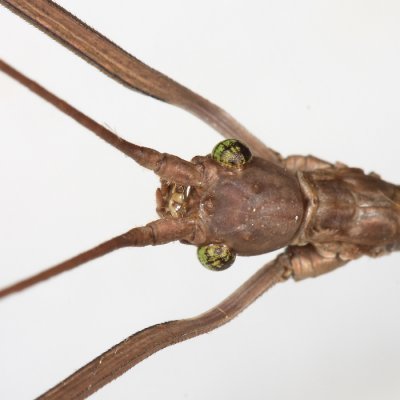 Stick Insect - Phasmida