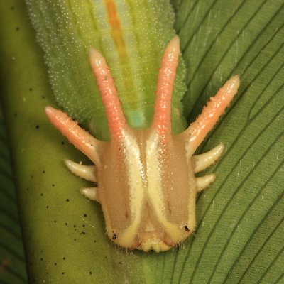 Honduras Caterpillars