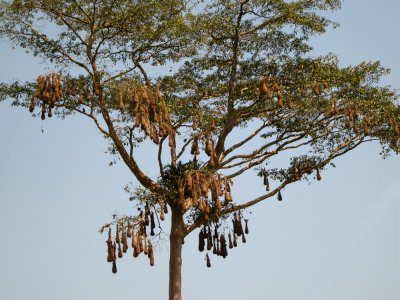 Montezuma Oropendola nest tree