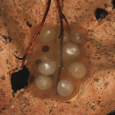 Blue-spotted Salamander - Ambystoma laterale (egg mass)