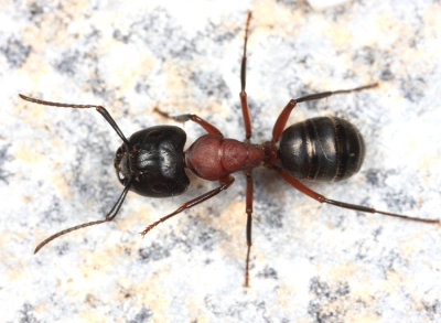 Camponotus novaeboracensis (major worker)