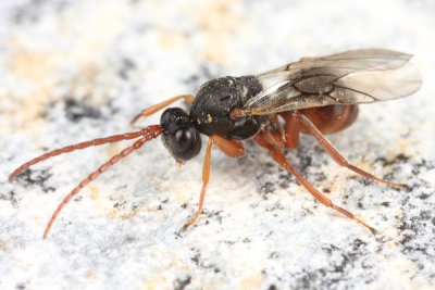 Aulacidea sp. (annulata or tumida)