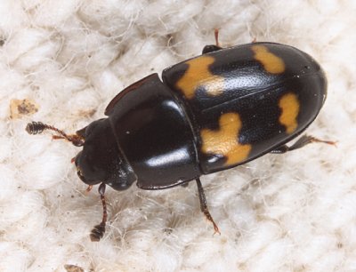 Picnic Beetle - Glischrochilus fasciatus