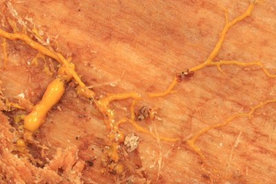 Phanerochaete chrysorhiza (rhizomorphs)