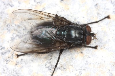 Cynomya cadaverina