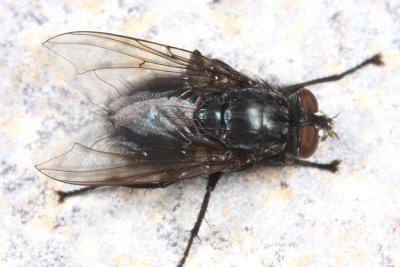 Cynomya cadaverina