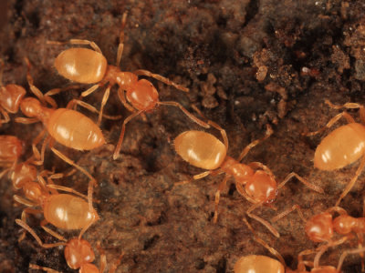 Lasius sp. (nearcticus or flavus)