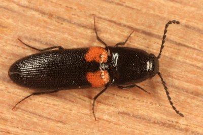 Click Beetles - Subfamily Elaterinae