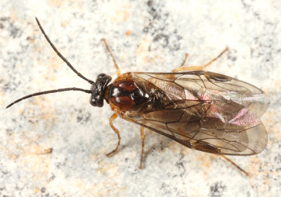 Neopareophora litura