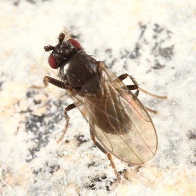 Limosininae