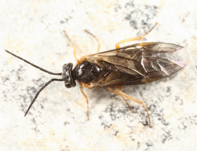 Neopareophora litura