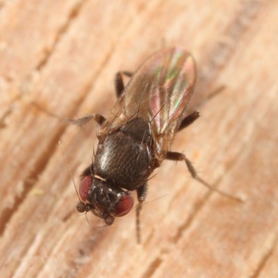 Limosininae