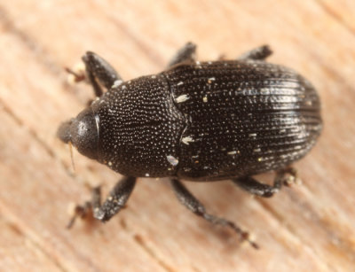 Pseudobaris nigrina