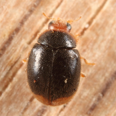 Dusky Lady Beetle - Diomus terminatus