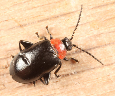  Spinach Flea Beetle - Disonycha xanthomelas