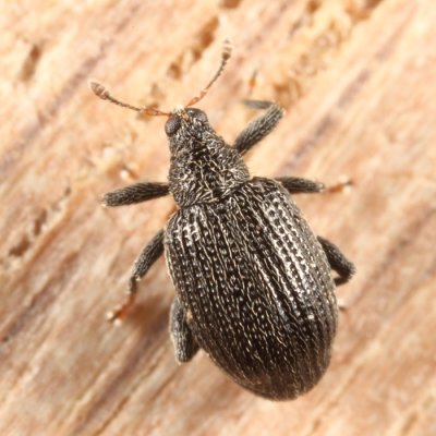 Apple Flea Weevil - Orchestes pallicornis