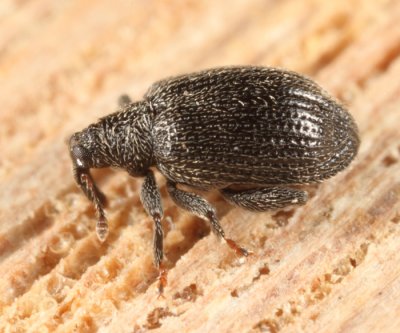 Apple Flea Weevil - Orchestes pallicornis