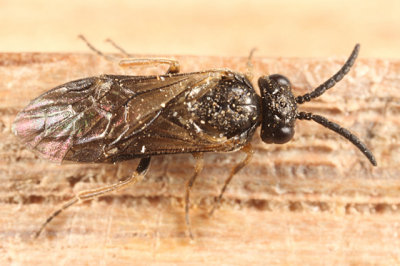 Common Sawflies - subfamily Blennocampinae