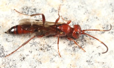 Centeterus sp.