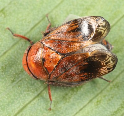 Penthimia americana