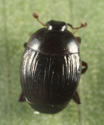 Xestipyge geminatum