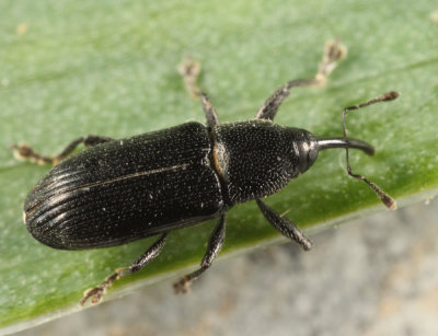 Cylindridia prolixa