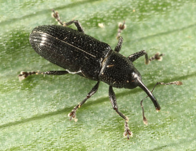 Cylindridia prolixa