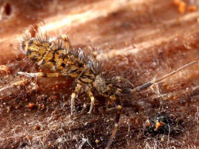 Orchesella villosa