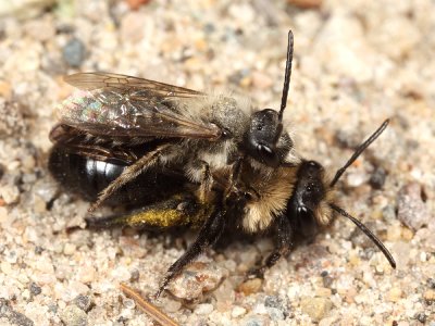 Andrena carlini (mating pair)