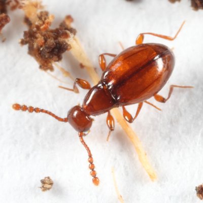 Ant-like Stone Beetles - Scydmaeninae