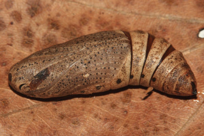 7886 - Azalea Sphinx pupa - Darapsa choerilus