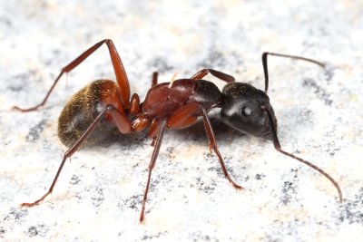 Camponotus chromaiodes