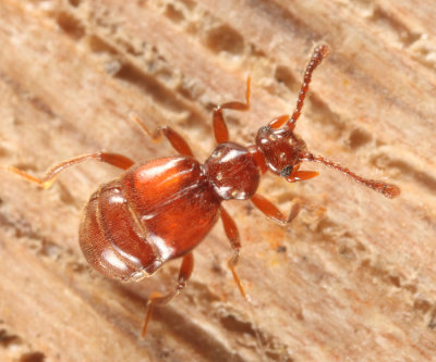 Brachygluta abdominalis