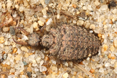 Myrmeleon immaculatus (larva)