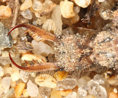 Myrmeleon immaculatus (larva)